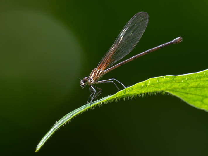 Hetaerina miniata (Red-striped Rubyspot).jpg